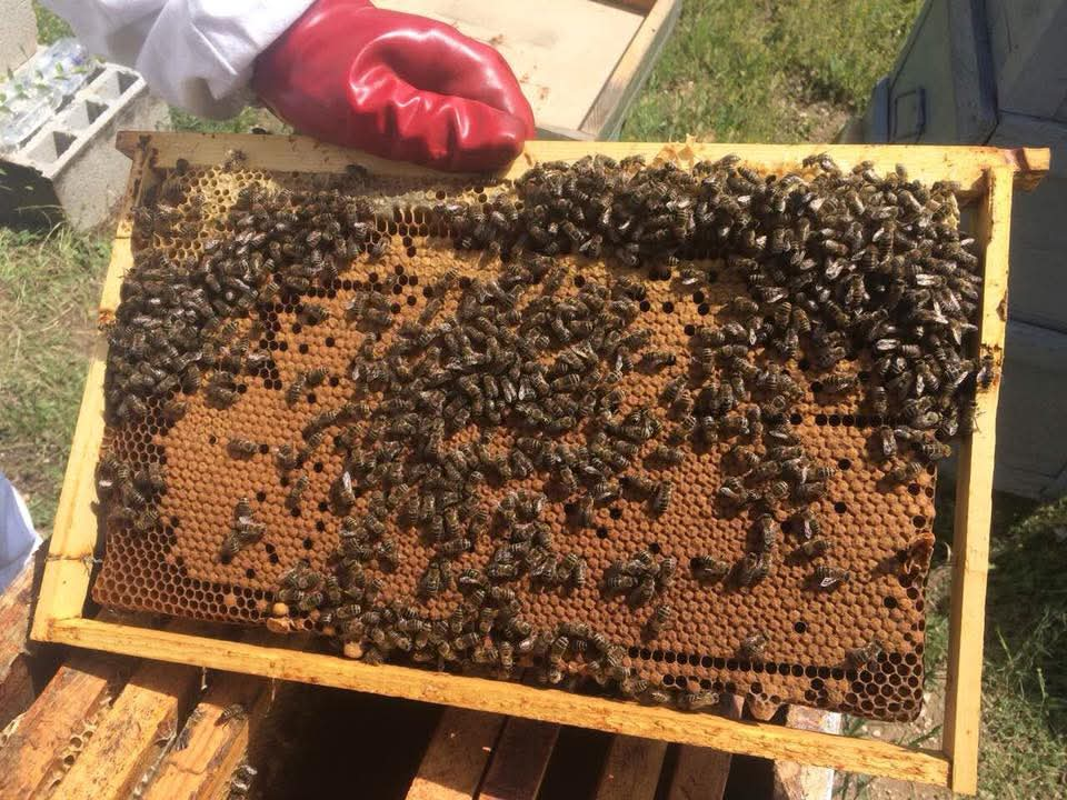 Пчелно саќе со пчели